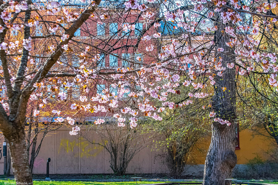 Plant, Tree, Tree Trunk, Flower, Cherry Blossom