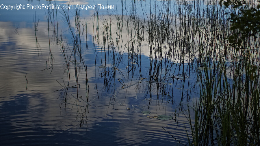 Land, Nature, Outdoors, Water, Plant