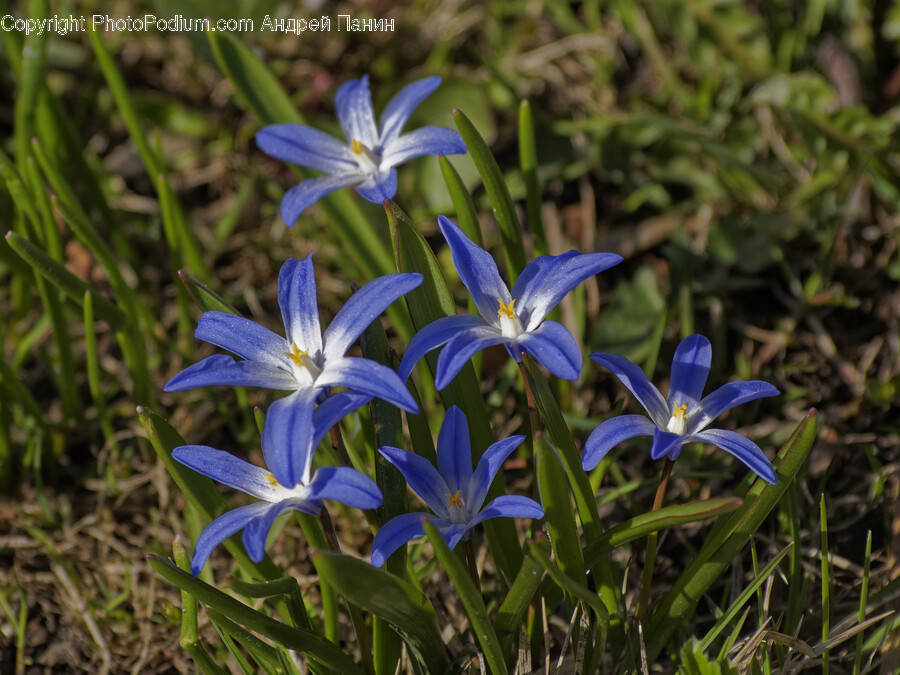Flower, Plant, Petal, Iris, Amaryllidaceae