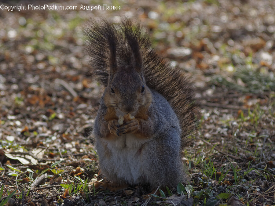 Animal, Mammal, Rodent, Squirrel, Rat