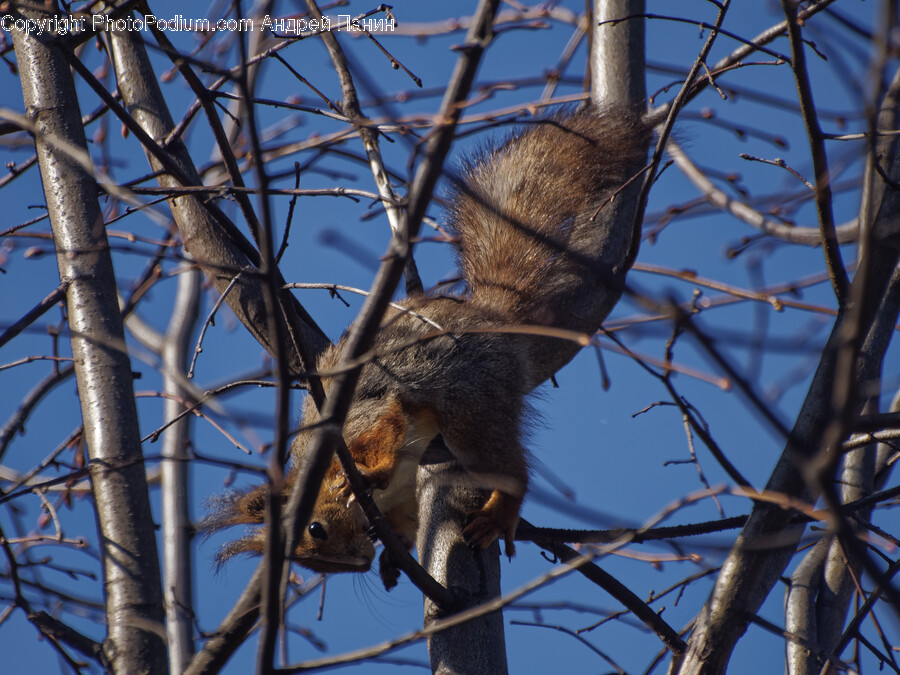 Animal, Mammal, Rodent, Squirrel, Rat