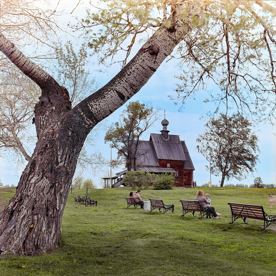 Plant, Tree, Tree Trunk, Architecture, Building