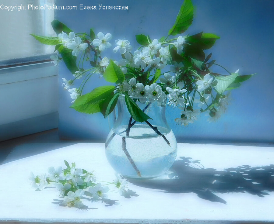 Flower, Flower Arrangement, Plant, Flower Bouquet, Jar