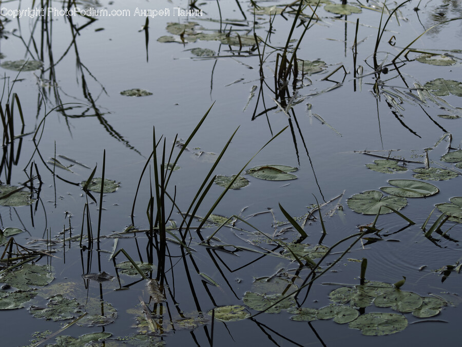 Land, Nature, Outdoors, Pond, Water