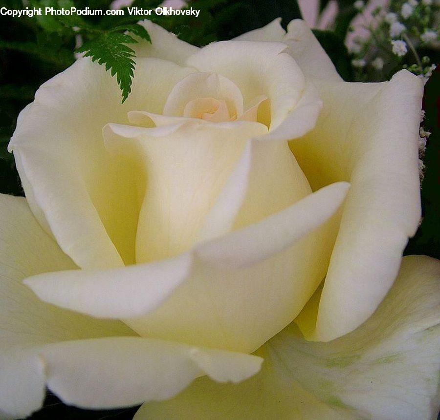 Plant, Potted Plant, Blossom, Flower, Rose, Flora, Gladiolus