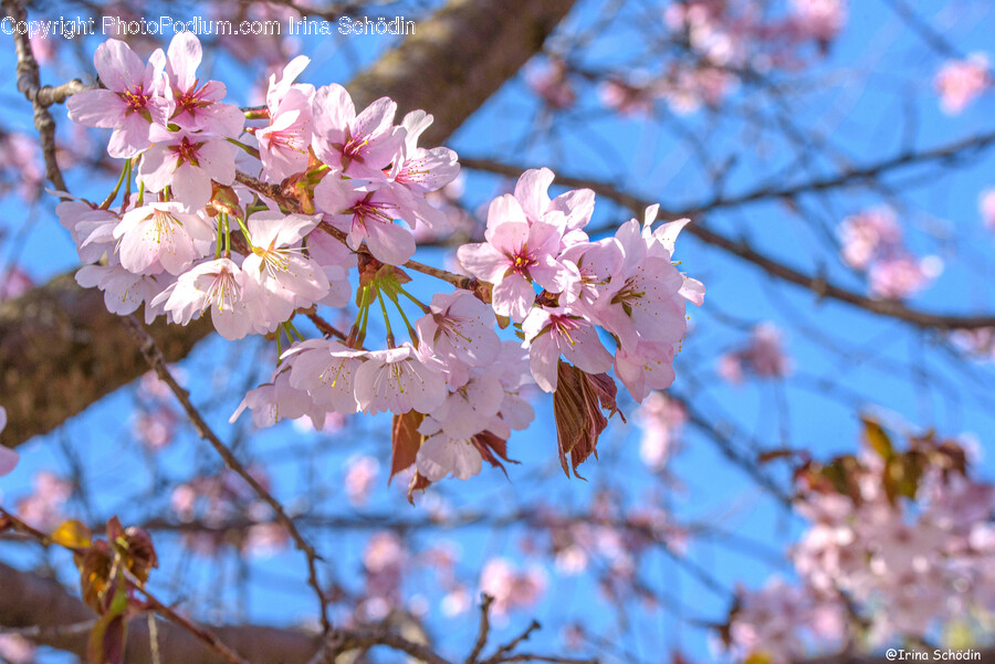 Flower, Plant, Cherry Blossom, Petal, Geranium