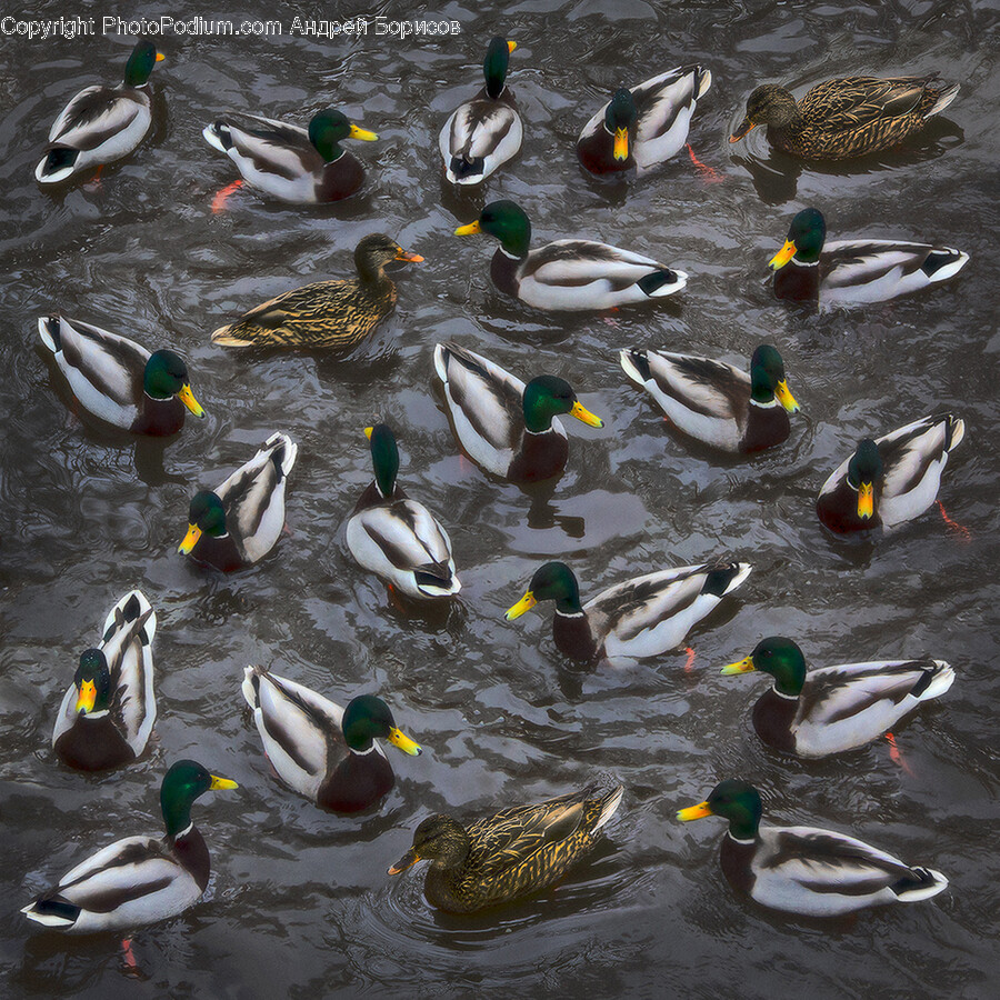 Teal, Animal, Bird, Duck, Mallard