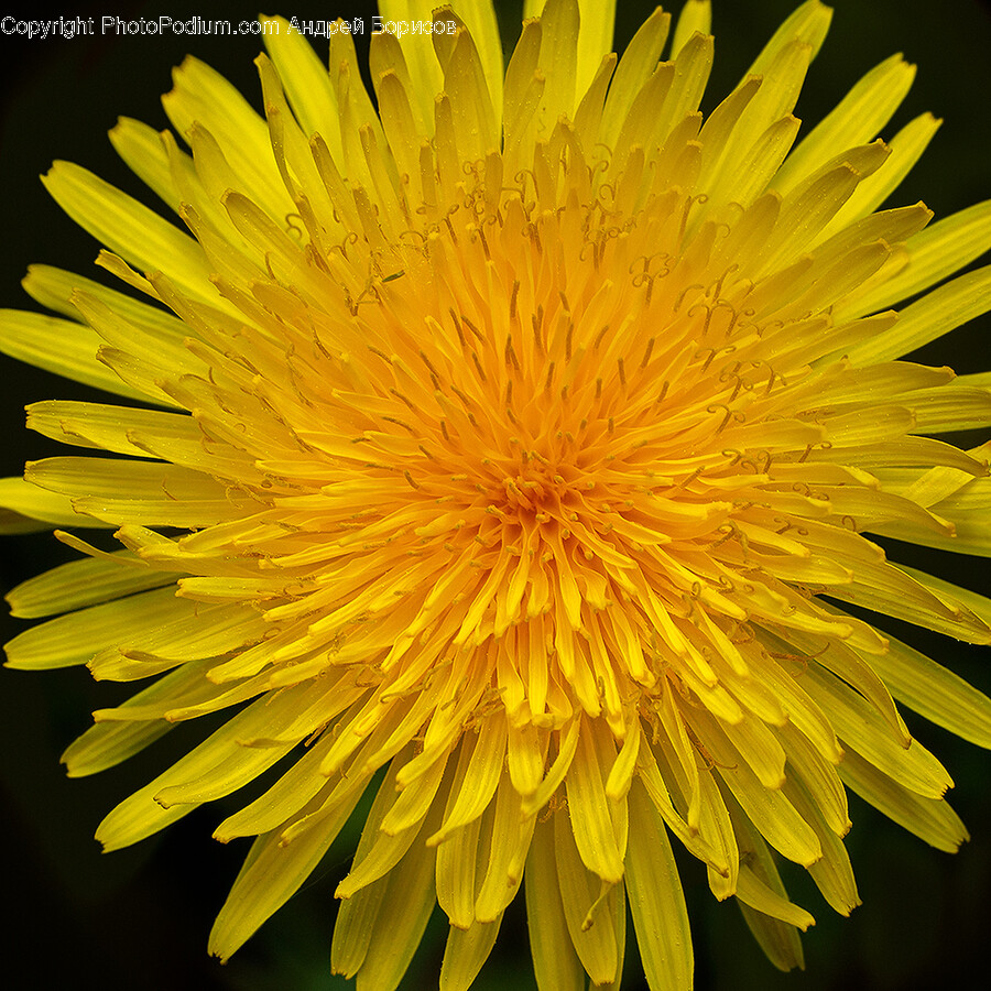 Flower, Plant, Dandelion, Petal, Pollen