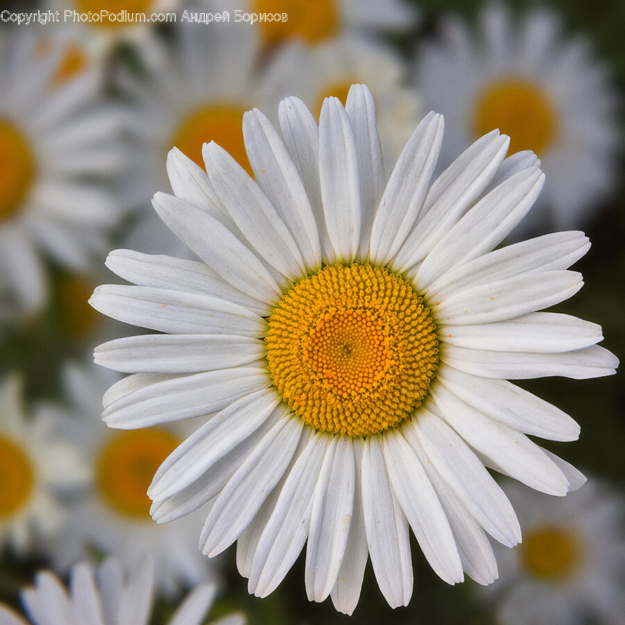 Daisy, Flower, Plant, Petal, Pollen