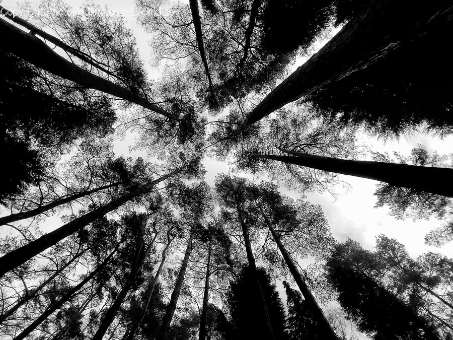 Plant, Tree, Vegetation, Fir, Land