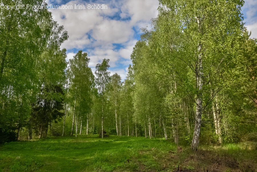 Plant, Tree, Field, Grassland, Nature