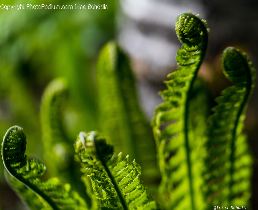 Fern, Plant, Leaf