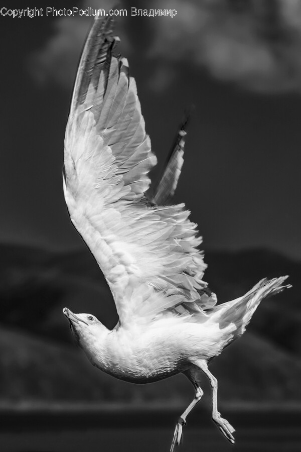 Animal, Bird, Flying, Seagull, Waterfowl