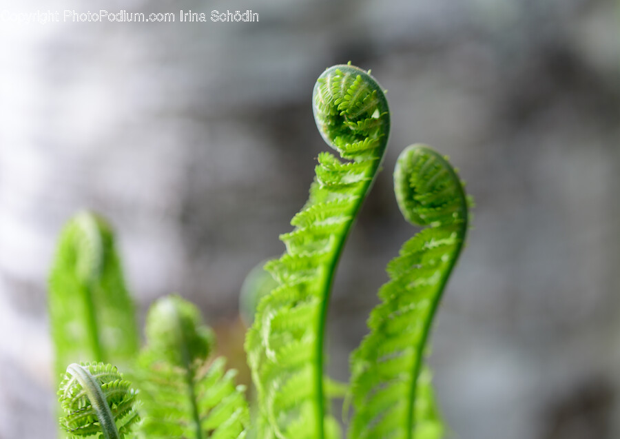 Fern, Plant, Leaf