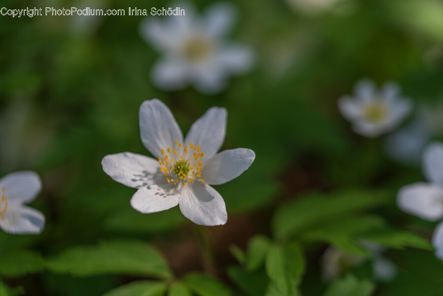 Plant, Pollen, Anemone, Flower, Geranium