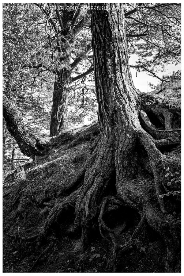 Plant, Tree, Tree Trunk, Root, Vegetation