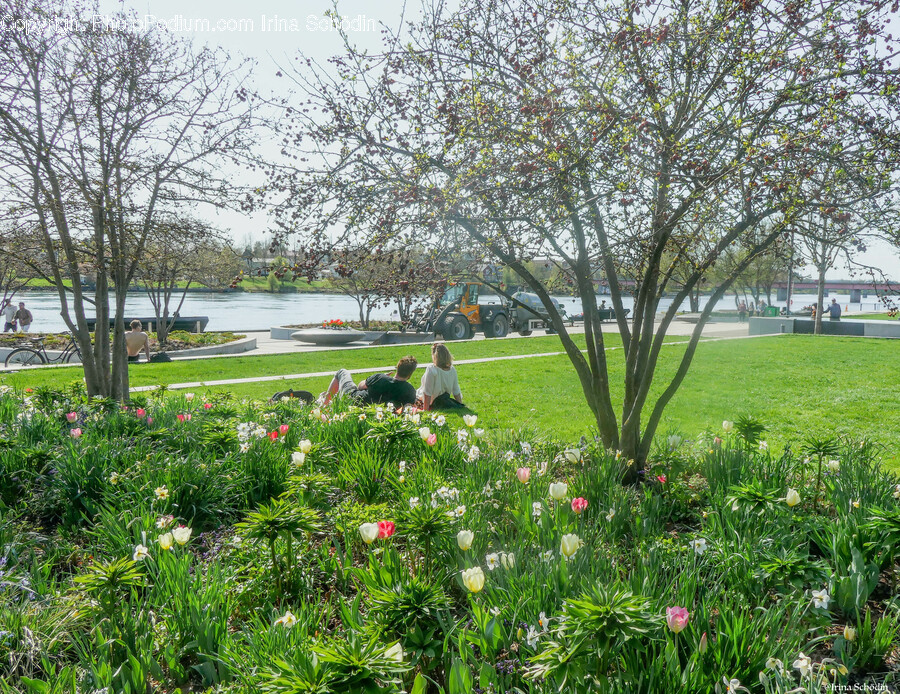 Grass, Nature, Outdoors, Park, Plant