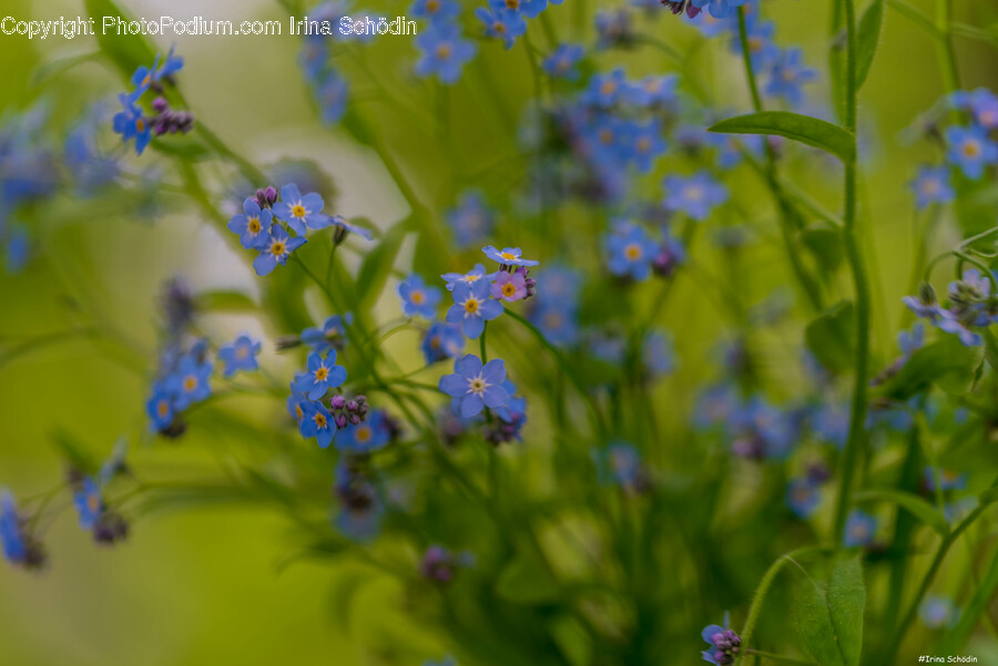 Flower, Geranium, Plant, Petal, Anemone