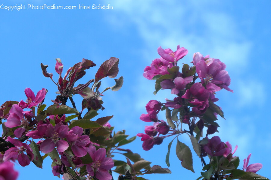 Flower, Geranium, Plant, Petal, Purple
