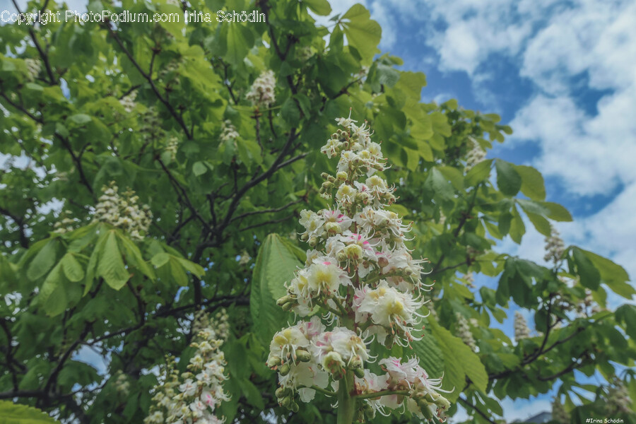 Leaf, Plant, Tree, Flower, Vegetation