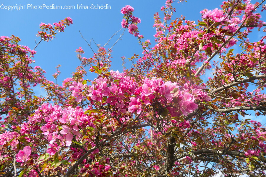 Flower, Petal, Plant, Geranium, Outdoors