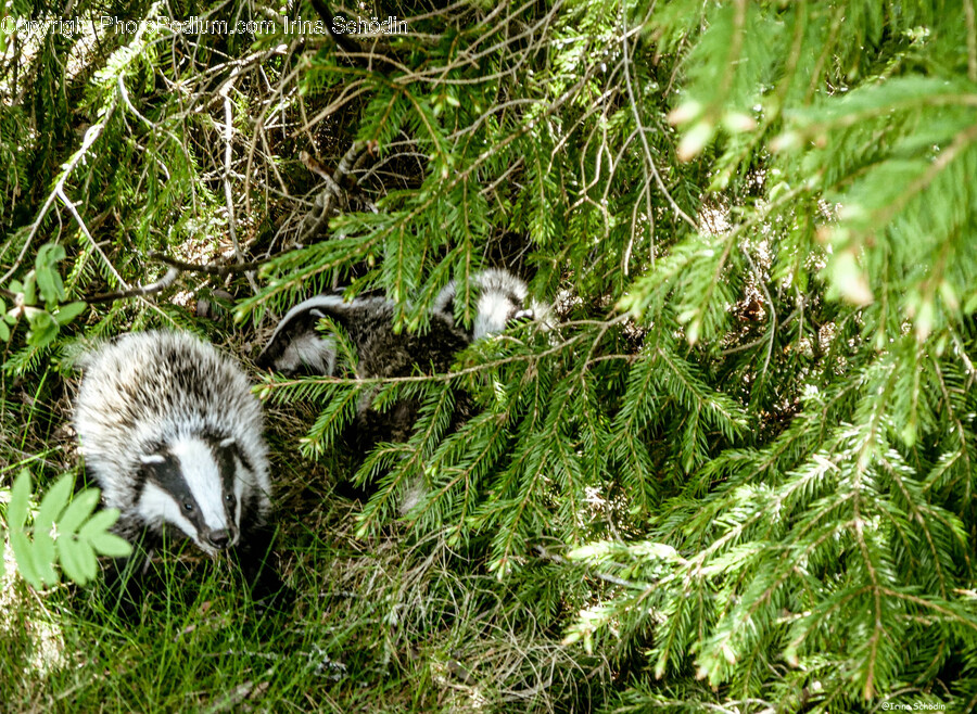 Plant, Vegetation, Tree, Animal, Mammal