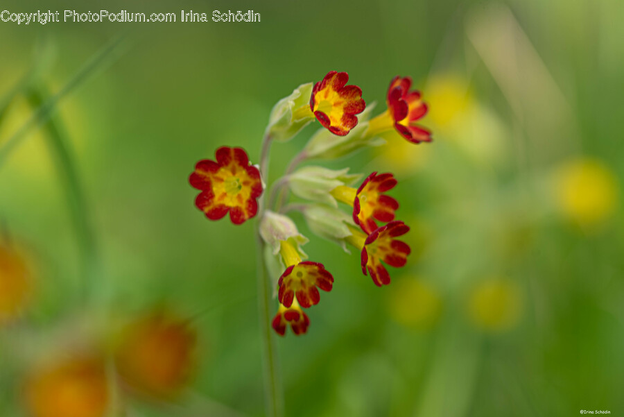 Flower, Geranium, Plant, Petal, Pollen