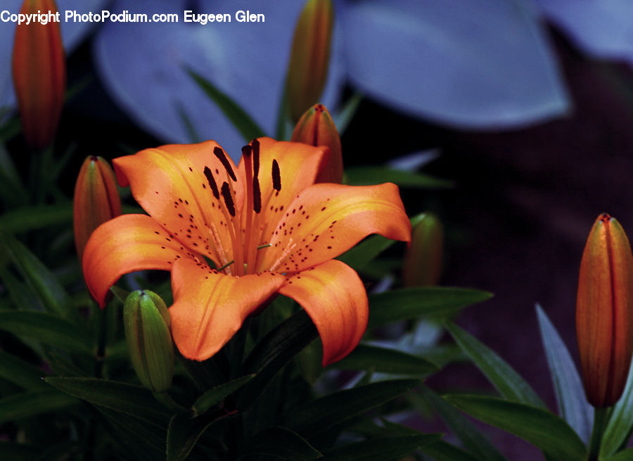 Flora, Flower, Lily, Plant, Treasure Flower, Blossom, Flower Arrangement