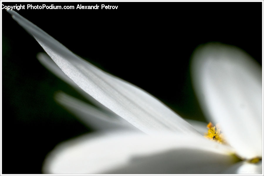 Flora, Flower, Lily, Plant, Blossom, Geranium, Anther