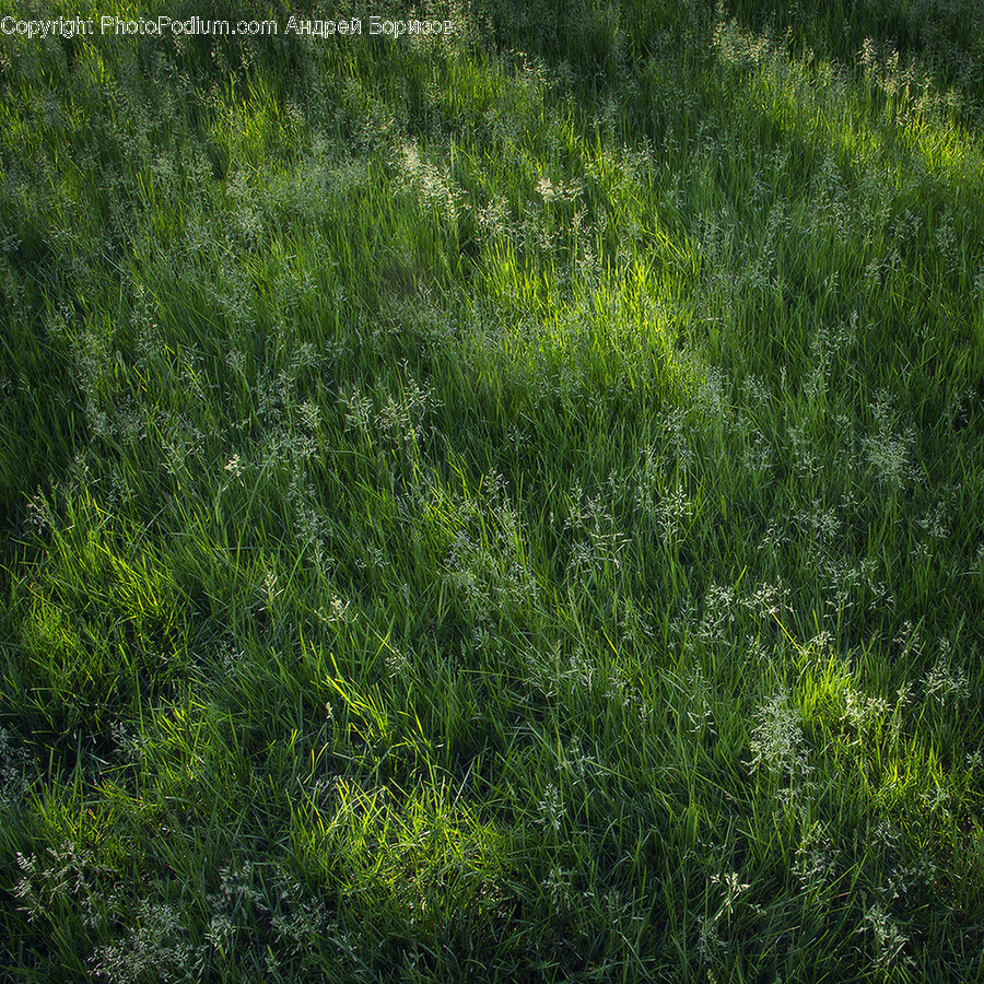 Grass, Plant, Lawn, Field, Grassland