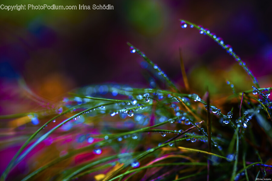 Droplet, Plant, Accessories, Pattern, Leaf