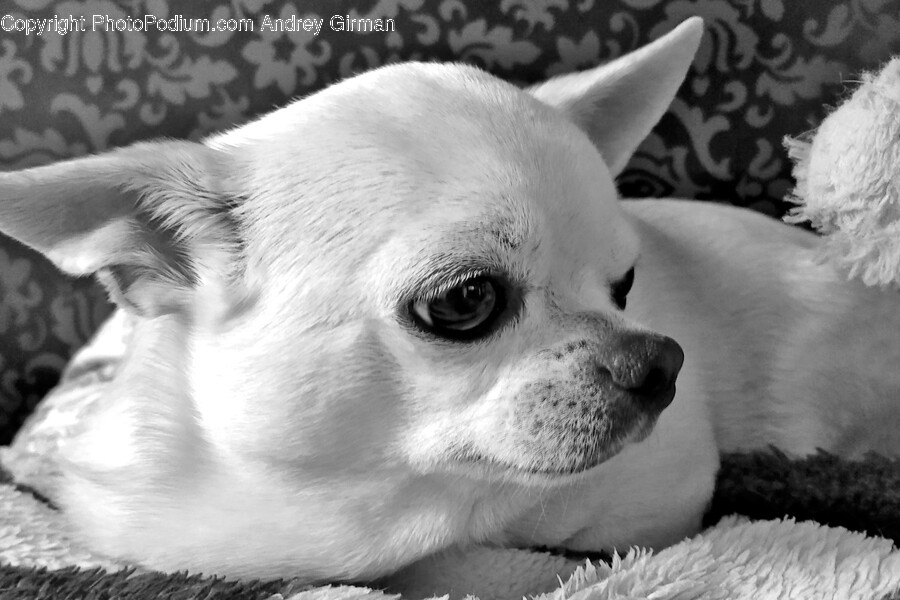 Animal, Canine, Dog, Mammal, Pet