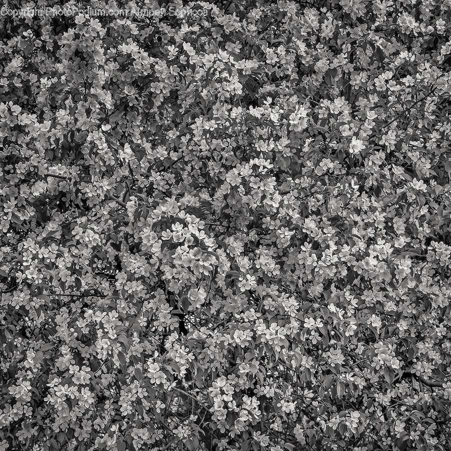 Texture, Home Decor, Plant, Vegetation, Soil