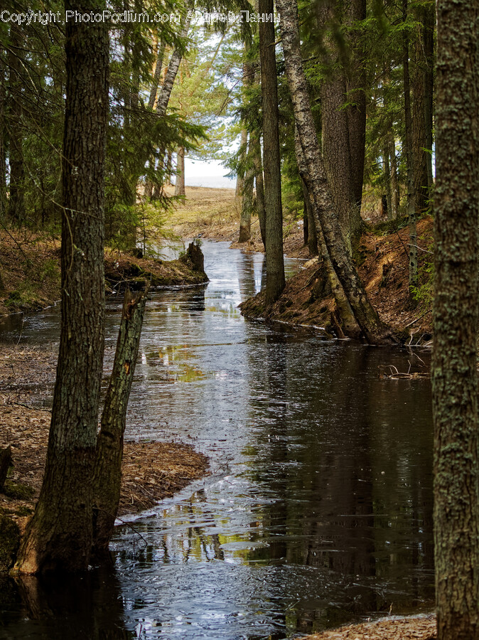 Plant, Tree, Tree Trunk, Land, Nature