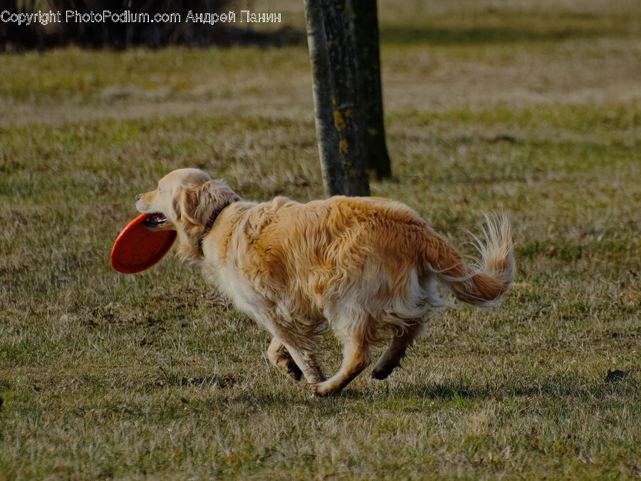 Animal, Canine, Dog, Mammal, Pet