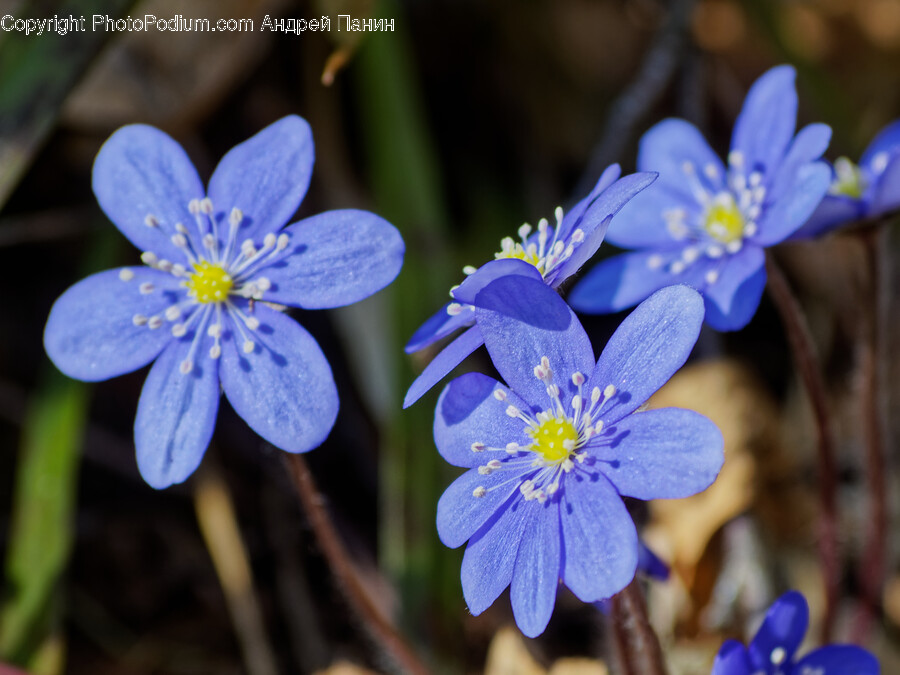 Flower, Geranium, Plant, Anemone, Pollen