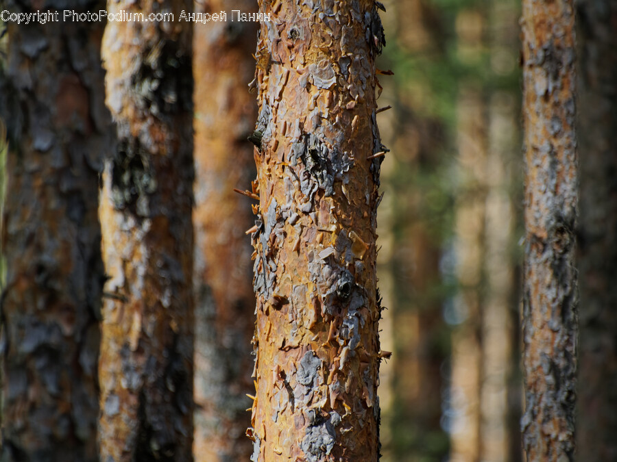 Plant, Tree, Tree Trunk, Corrosion, Rust