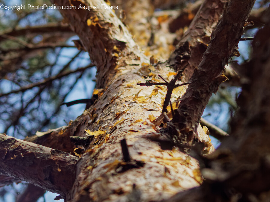 Plant, Tree, Tree Trunk, Leaf, Wood