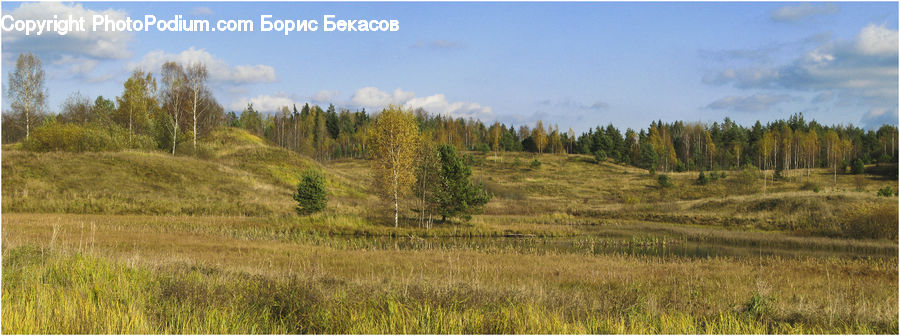 Field, Grass, Grassland, Land, Outdoors, Conifer, Fir