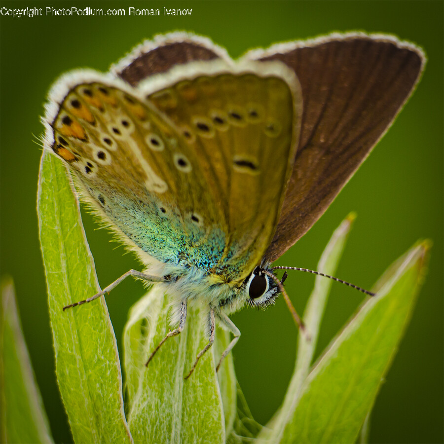 Animal, Insect, Invertebrate, Butterfly, Moth