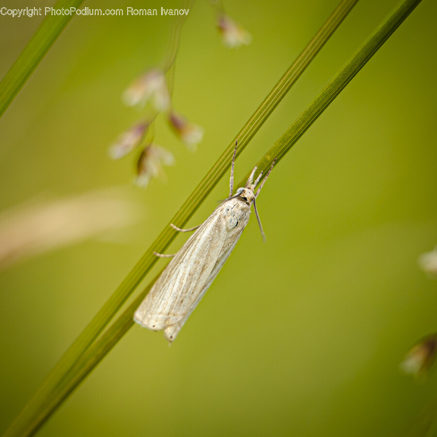 Animal, Plant, Insect, Invertebrate, Butterfly