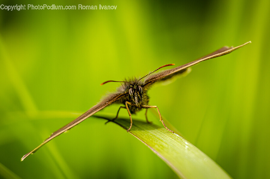 Animal, Insect, Invertebrate, Bee, Wasp