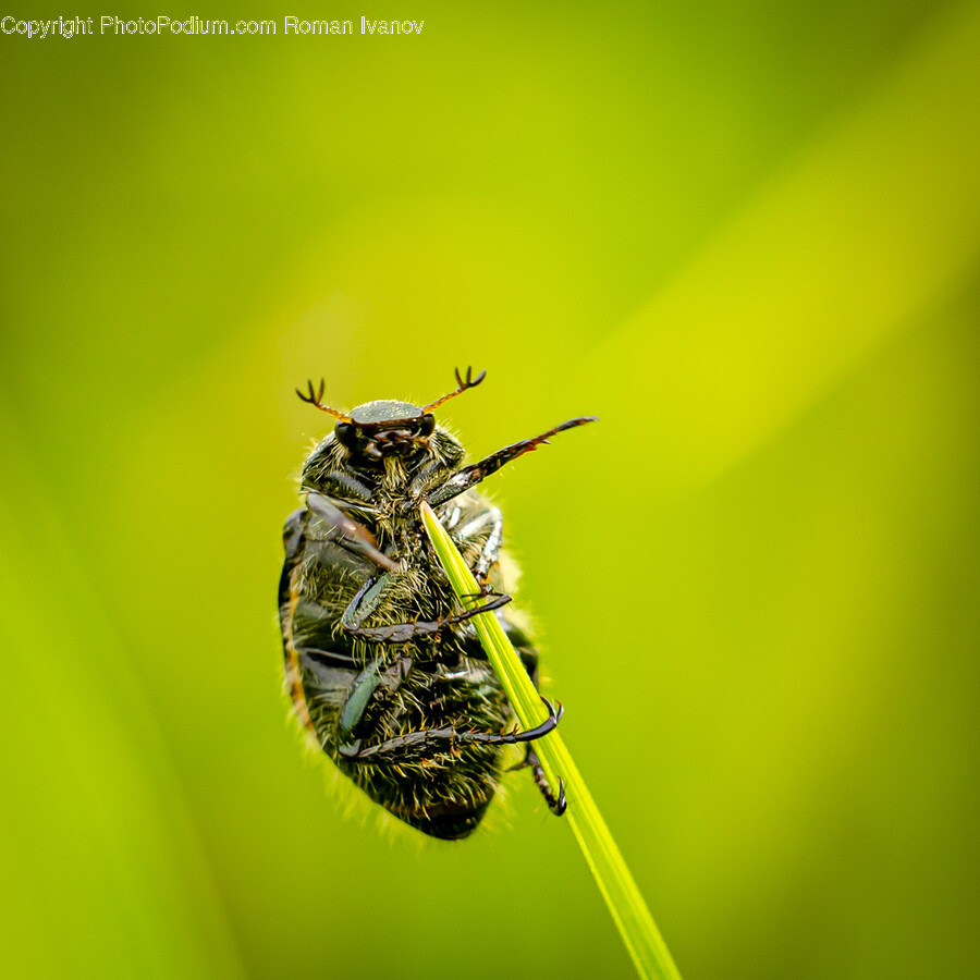 Animal, Apidae, Bee, Insect, Invertebrate