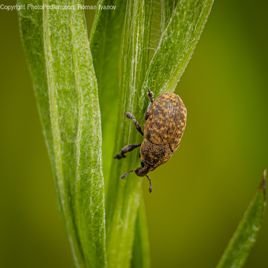 Animal, Insect, Invertebrate, Plant, Spider