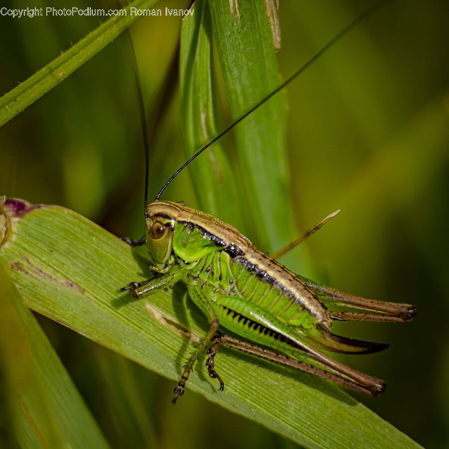 Animal, Cricket Insect, Insect, Invertebrate, Plant