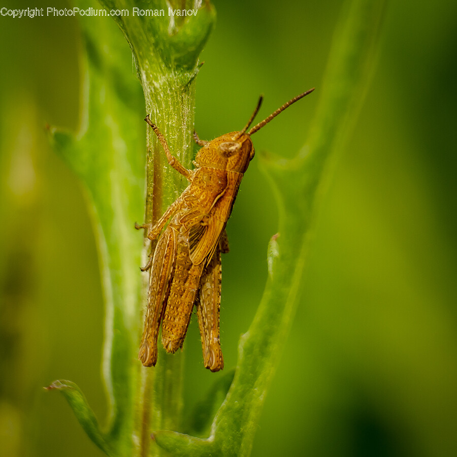 Animal, Cricket Insect, Insect, Invertebrate, Plant