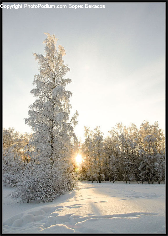 Conifer, Fir, Spruce, Wood, Plant, Tree, Landscape