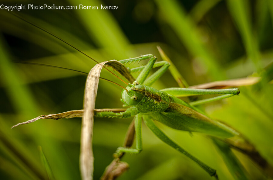 Animal, Cricket Insect, Insect, Invertebrate, Grasshopper