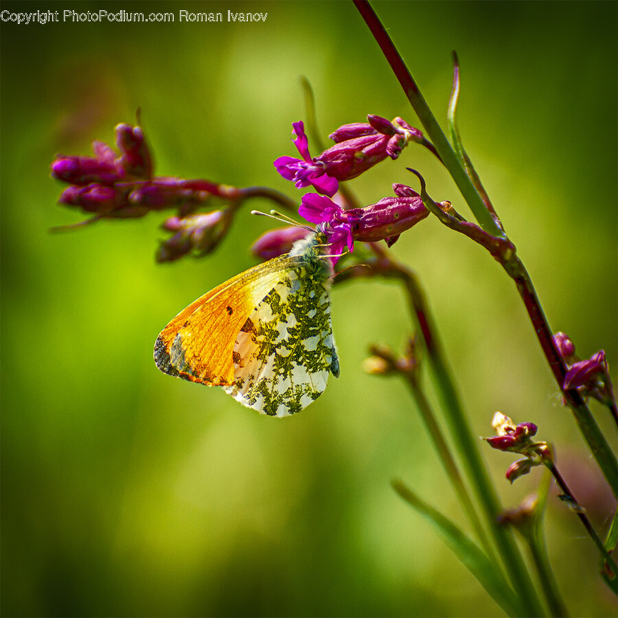 Plant, Flower, Petal, Geranium, Animal