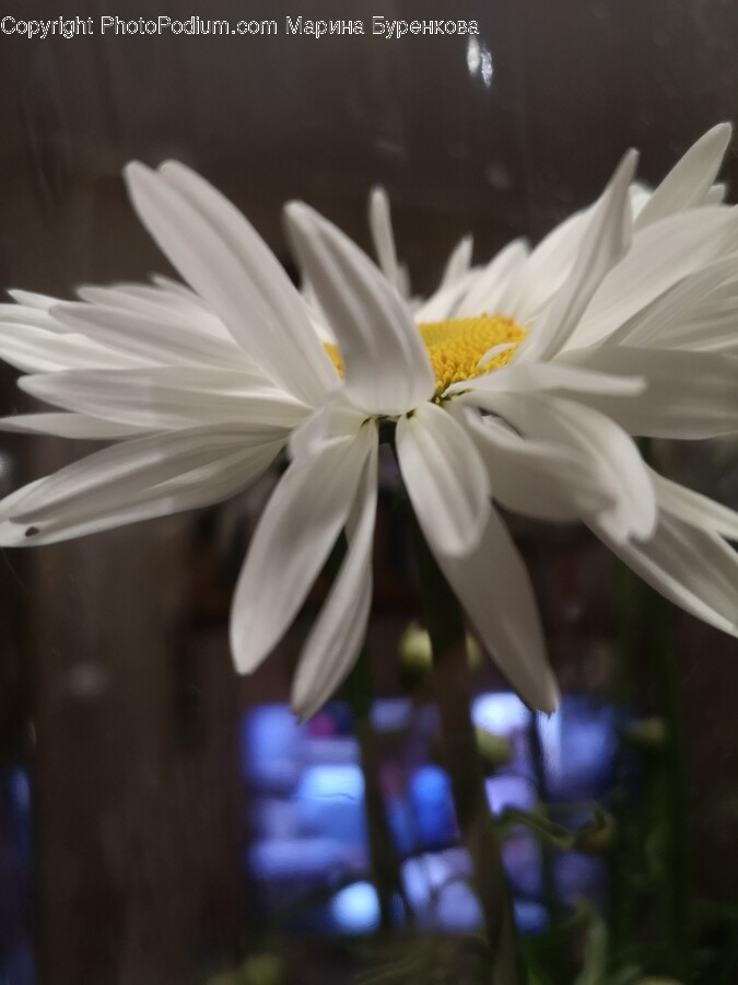 Daisy, Flower, Plant, Pollen, Petal